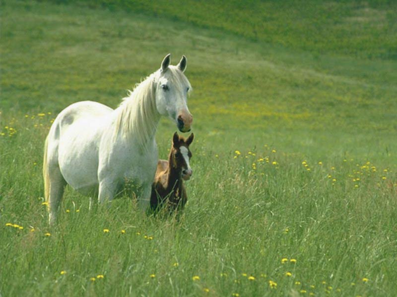 horse-and-little-horse.jpg